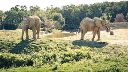 Deux éléphants se tournant le dos, parc zoologique de Plaisance du Touch.