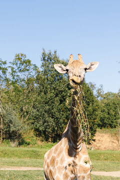 Portrait de girafe mangeant des feuilles. Ciel bleu. Arbres feuillus vert en fond.