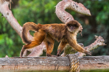 Walking Peruvian spider monkey (Ateles chamek)