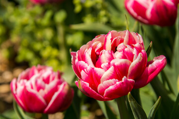 Blooming tulip flowers in the Tulip Garden of Morahalom