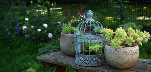 Collection of succulents in the garden