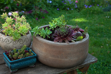 Collection of succulents in the garden