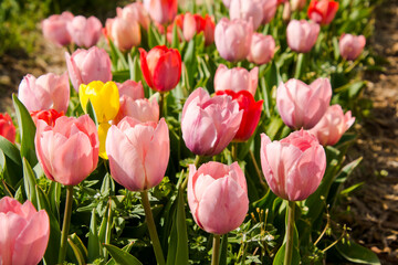 Blooming tulip flowers in the Tulip Garden of Morahalom