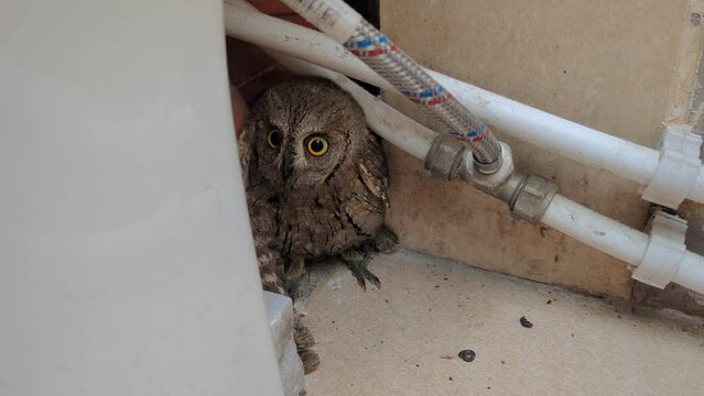 Small wild owl with a damaged wing