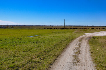 Fototapeta na wymiar Gravel road leading through a picturesque cattle farm.