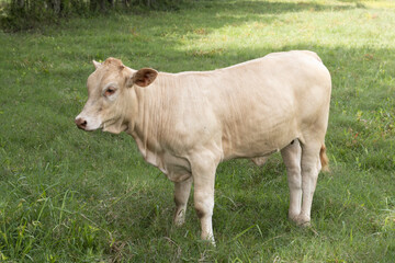 Cows or cattle grazing in an autumn pasture.