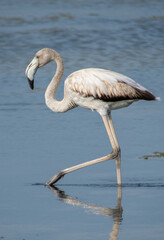 Flamingo breeding walking in the water