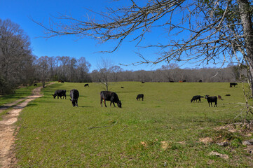 Herd of black angus cows grazing in a lush green field.