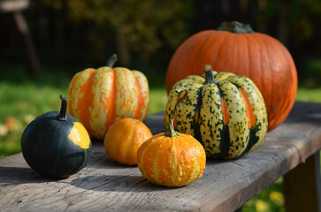different varieties of pumpkins in the garden