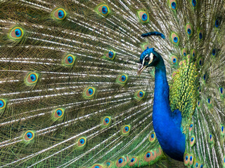 Obraz premium Peacock spreading its tail feathers