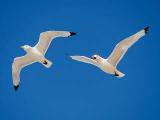 Obraz premium Pair of black-legged kittiwakes in flight against a clear blue sky