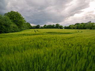 Green rye field with tractor tracks and distant treeline in the background