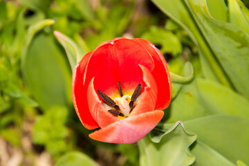 Blooming tulip flowers in the Tulip Garden of Morahalom