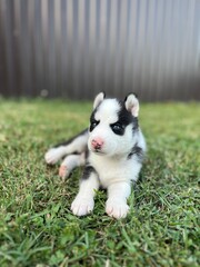 Cute black and white husky puppy with blue eyes isolated on a blurred background 