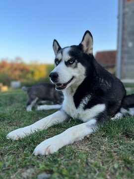 Cute black and white husky puppy with blue eyes isolated on a blurred background 
