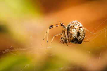 spider on a web