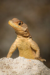 lizard on a rock