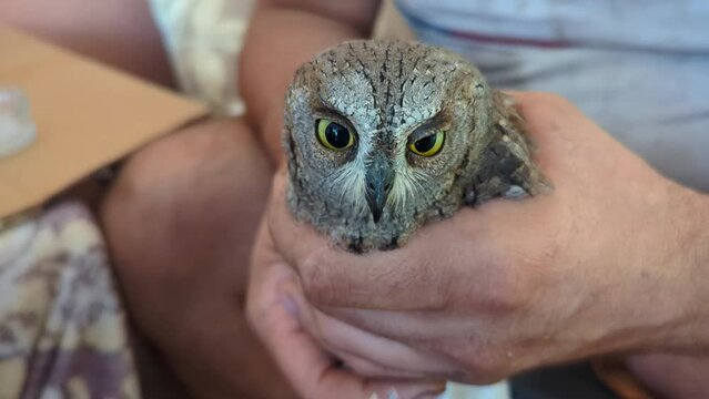 Little wild owl in the hands of a man