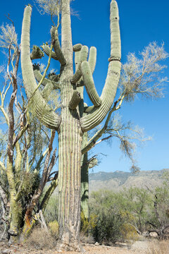 saguaro cactus in dry desert