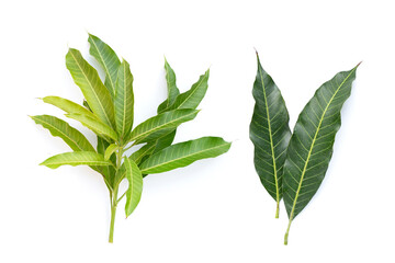 Obraz premium Mango leaves on white background.