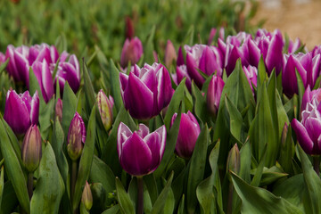 Blooming tulip flowers in the Tulip Garden of Morahalom