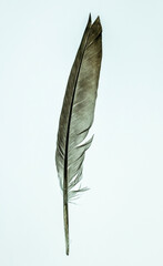 Gray feather 
