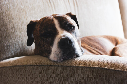 German Boxer Puppy On White Stock Photo - Download Image Now - Sadness,  Dog, Puppy - iStock