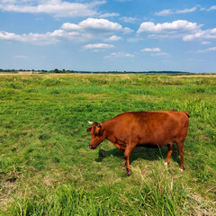 cow in the field