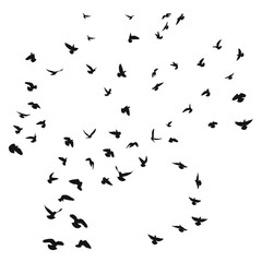 Sketch drawing of a silhouette of a flock of birds flying forward. Takeoff, flying, flight, flutter, hover, soaring, landing