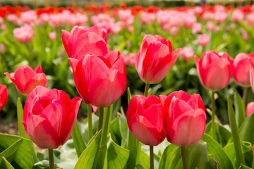 Obraz premium Blooming tulip flowers in the Tulip Garden of Morahalom