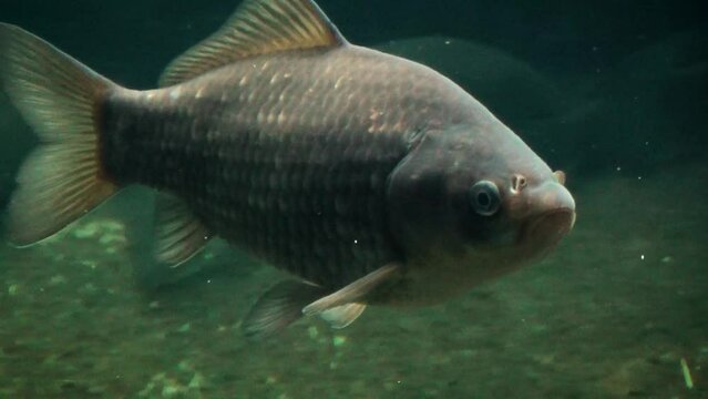 Prussian carp (Carassius gibelio), an invasive species of carp in Europe