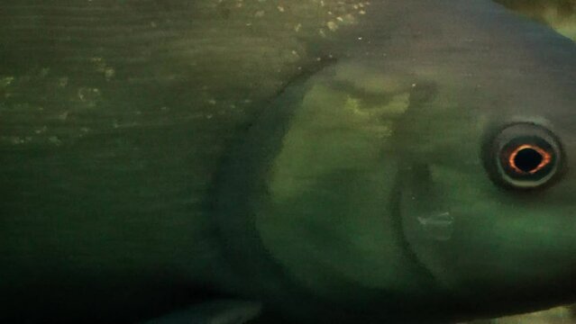 Tench (Tinca tinca), close-up of head and body