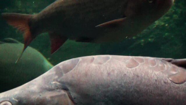 Ide (Leuciscus idus) with a Eurasian carp (Cyprinus carpio) swimming to the frame, close-up