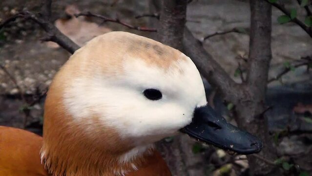 Ruddy shelduck (Tadorna ferruginea), close-up of the head