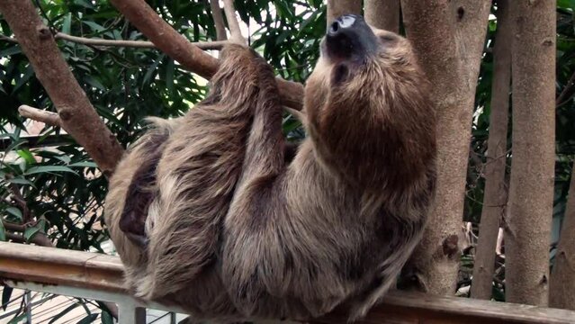 Linnaeus's two-toed sloth (Choloepus didactylus) in a tropical house in captivity