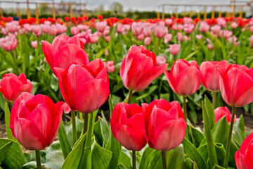 Blooming tulip flowers in the Tulip Garden of Morahalom - obrazy, fototapety, plakaty