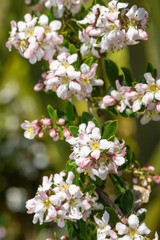Fototapeta premium Close up of Escallonia Langleyensis flowers in bloom