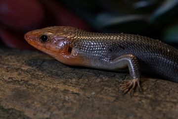 Portrait of a Broad Headed Skink in the wild.