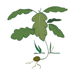 Oak Sapling sprouting from acorn