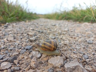 A snail walking across the road