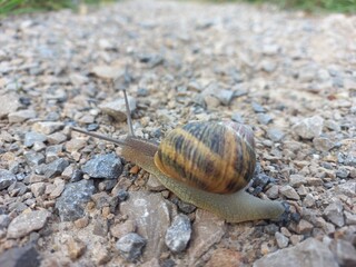 A snail walking across the road