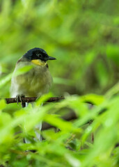 Blue-Crowned Laughingthrush (Garrulax courtoisi) in Eastern China