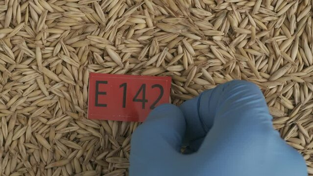 Closeup shot of wheat grains background, hand in glove puts red paper with E 142 written on it. HDR BT2020 HLG Material.