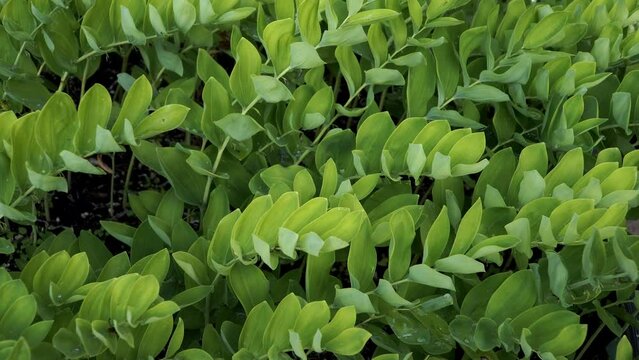 The green leaves of angular Solomon's seal (Polygonatum odoratum) plant in closeup. It's used in medicine and cuisine and has also been used in traditional folk remedies for a variety of ailments.