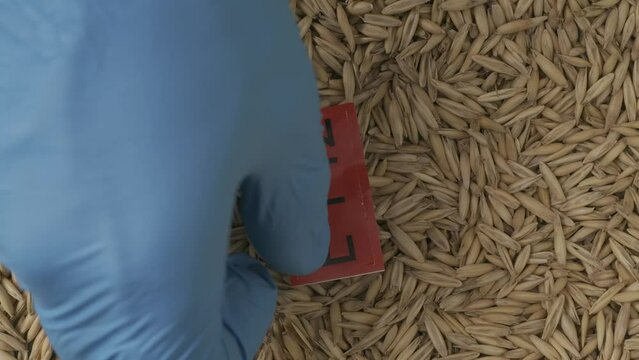 Closeup shot of wheat grains, person hand in blue glove puts red paper sign with E 142 written on it. HDR BT2020 HLG Material.