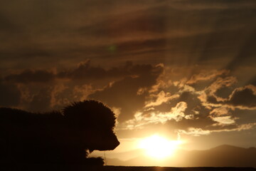 Silueta de perro durante el atardecer con el sol metiéndose entre las nubes