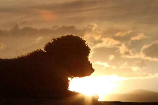 Silueta de perro con el sol al fondo durante el atardecer