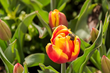 Blooming tulip flowers in the Tulip Garden of Morahalom