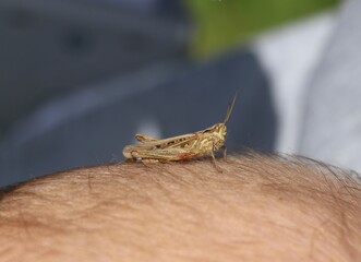 close up of a grasshopper