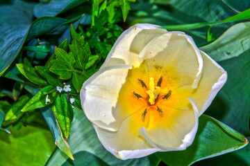 Blooming tulip flowers in the Tulip Garden of Morahalom